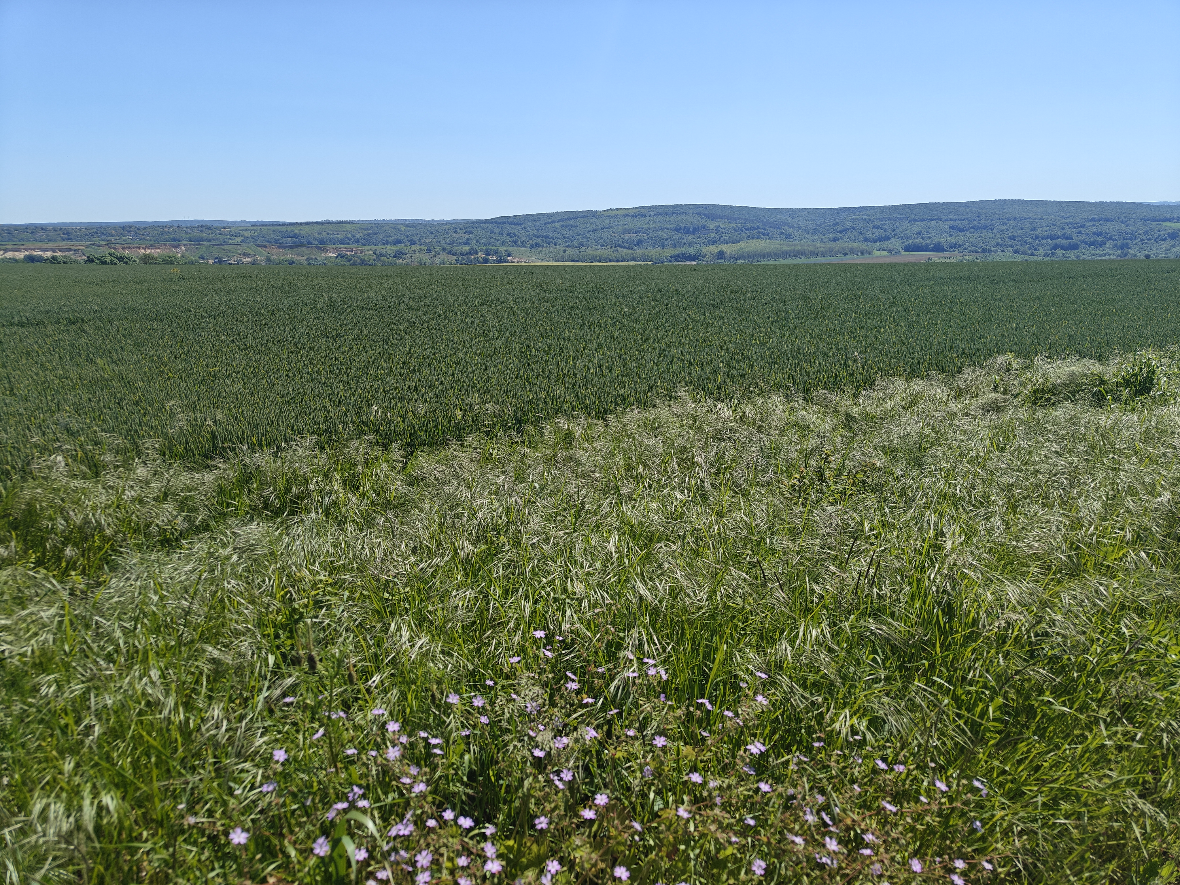 Venelin village landscape